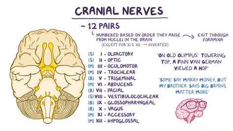 Optic Nerve: What It Is, Function, Anatomy & Conditions